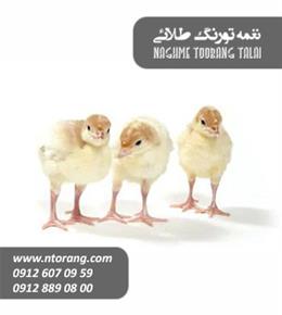 جوجه بوقلمون بیوتی یکروزه